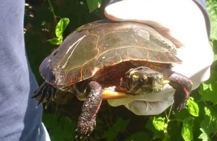 A person holding a painted turtle